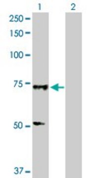 Anti-SOX13 antibody produced in rabbit