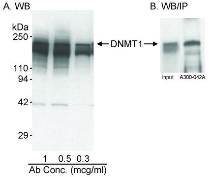 Rabbit anti-DNMT1 Antibody, Affinity Purified