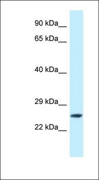 Anti-EIF3K antibody produced in rabbit