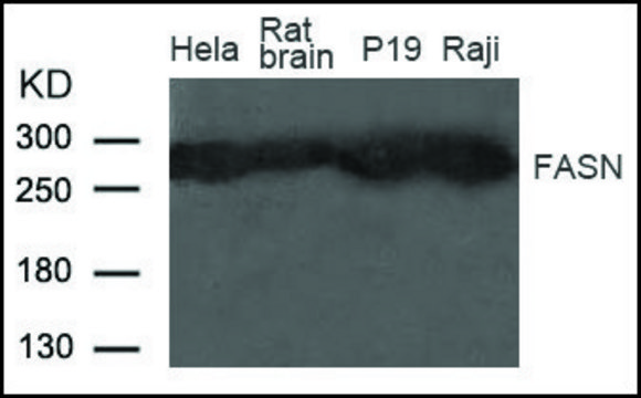 Anti-FASN antibody produced in rabbit