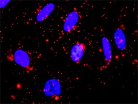 Anti-MAPK13 antibody produced in rabbit