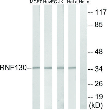 Anti-RNF130 antibody produced in rabbit