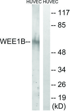 Anti-WEE2 antibody produced in rabbit