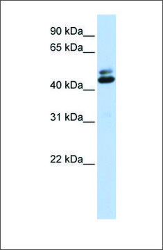 Anti-A2BP1 (ab1) antibody produced in