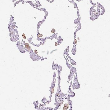 Anti-SIGLEC1 antibody produced in rabbit