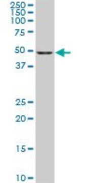 ANTI-CDK8 antibody produced in mouse