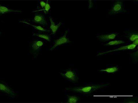 Anti-COQ3 antibody produced in rabbit