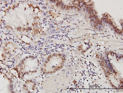 Monoclonal Anti-PSME2 antibody produced in