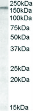 Anti-ABCA9 antibody produced in goat