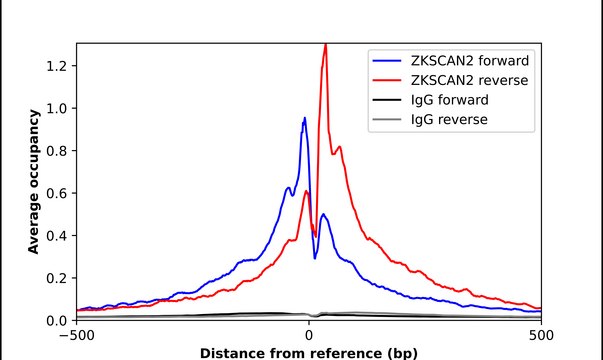 Anti-ZKSCAN2 antibody produced in rabbit