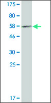 Monoclonal Anti-PECR antibody produced in