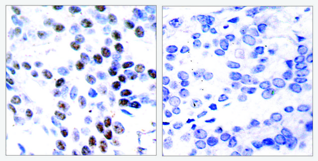 Anti-C-JUN antibody produced in rabbit
