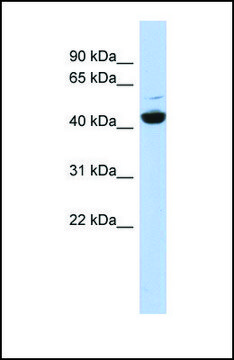 Anti-ATP6V1C1, (N-terminal) antibody produced in