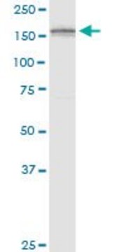 Monoclonal Anti-ADAMTS3 antibody produced in