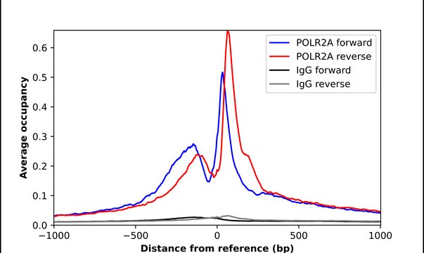 Anti-POLR2A antibody produced in rabbit
