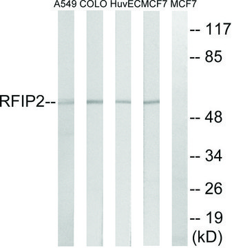 Anti-RAB11FIP2 antibody produced in rabbit
