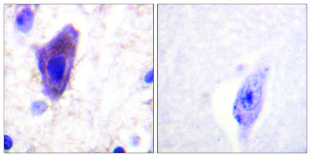 Anti-CD71 antibody produced in rabbit