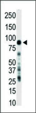 Anti-PI3KR2 (N-term) antibody produced in
