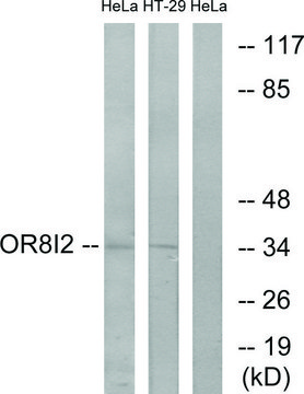 Anti-OR8I2 antibody produced in rabbit
