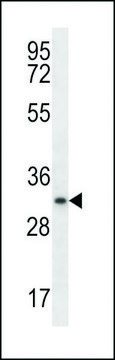 ANTI-MYOGENIN(N-TERMINAL) antibody produced in rabbit