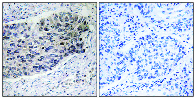 Anti-PC antibody produced in rabbit