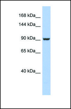 Anti-PMS2 antibody produced in rabbit