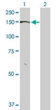 Anti-BMPR2 antibody produced in rabbit