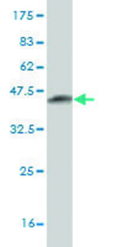 Monoclonal Anti-ATRX antibody produced in