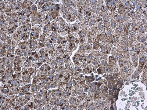 Anti-APOD antibody produced in rabbit