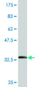 Monoclonal Anti-METTL2 antibody produced in