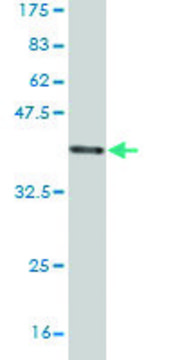 Monoclonal Anti-SCARA3 antibody produced in