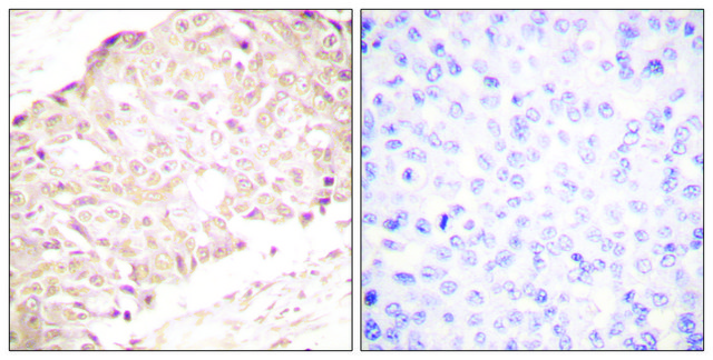 Anti-SENP1 antibody produced in rabbit