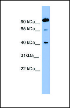 Anti-NTSR1, (N-terminal) antibody produced in