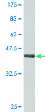 Monoclonal Anti-CD3E, (C-terminal) antibody produced
