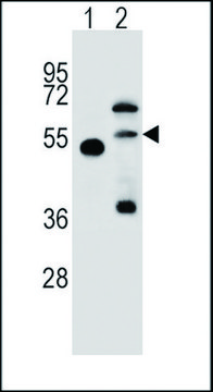 ANTI-NOSTRIN (CENTER) antibody produced in
