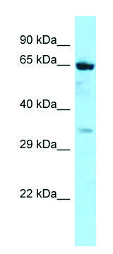 Anti-NOX5 (C-terminal) antibody produced in