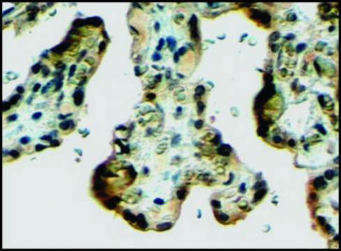 Anti-KL antibody produced in goat