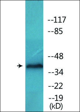 Anti-phospho-EFNB1 (pTyr³¹?) antibody produced in