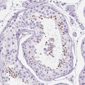 Anti-SPACA5 antibody produced in rabbit