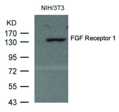 Anti-FGFR1 (Ab-154) antibody produced in