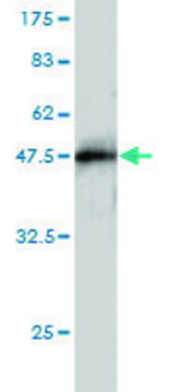 Monoclonal Anti-TRIM37 antibody produced in
