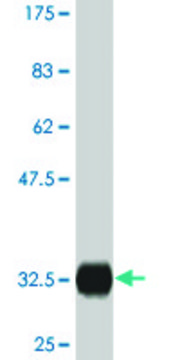 Monoclonal Anti-PLGLB2, (C-terminal) antibody produced