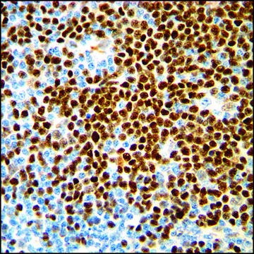 Anti-Cyclin D1 antibody, Rabbit monoclonal