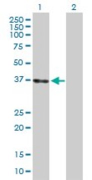 Anti-LZTFL1 antibody produced in rabbit