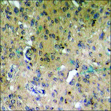 Anti-phospho-Histone H3.3 (pSer³¹) antibody produced