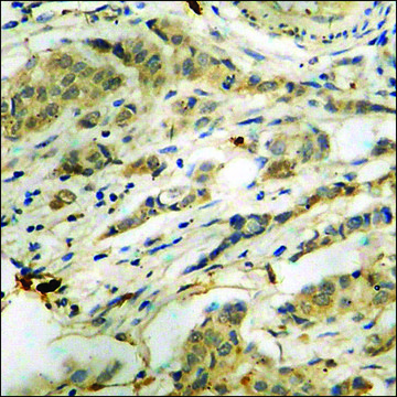 Anti-phospho-PKR (pThr???) antibody produced in