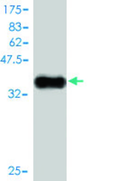 Monoclonal Anti-TAC3 antibody produced in