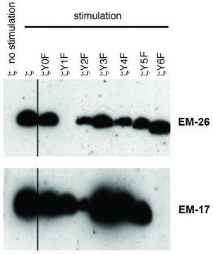 Monoclonal Anti-CD3 zeta (PhosphoTyr153) antibody
