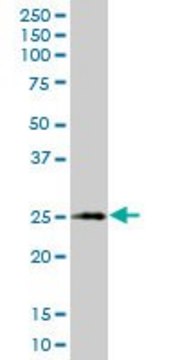 Monoclonal Anti-XBP1 antibody produced in