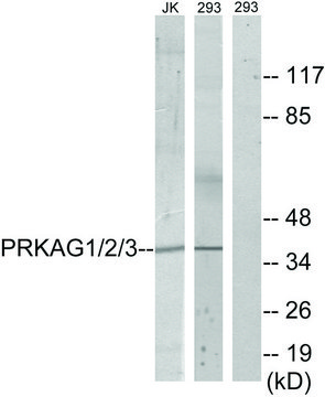 Anti-PRKAG1 antibody produced in rabbit